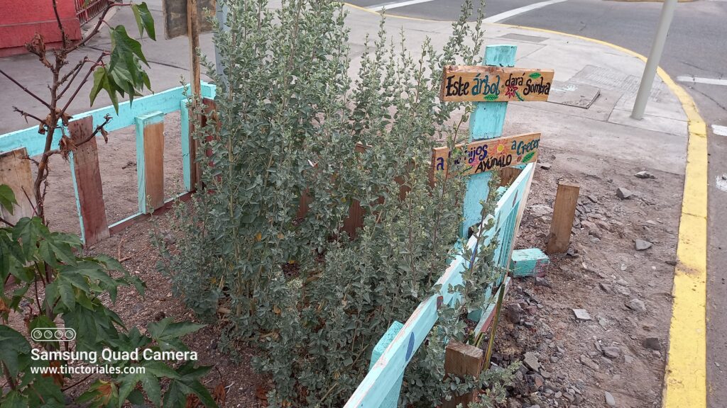 Pequeño jardín en una calle de Iquique (Chile) que anuncia "este árbol dará sombra"