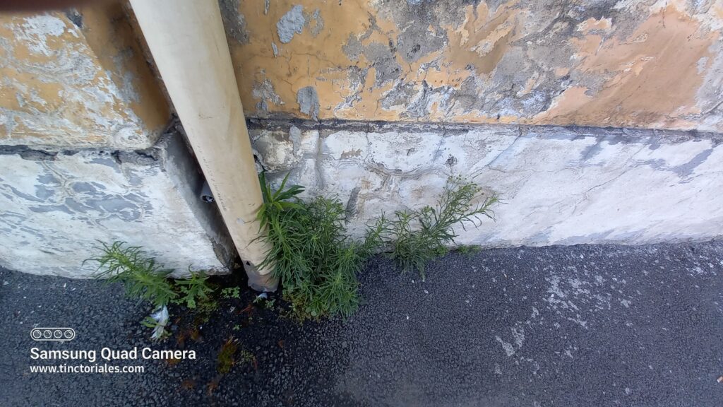 "Mala hierba" en una calle de Nápoles, muro