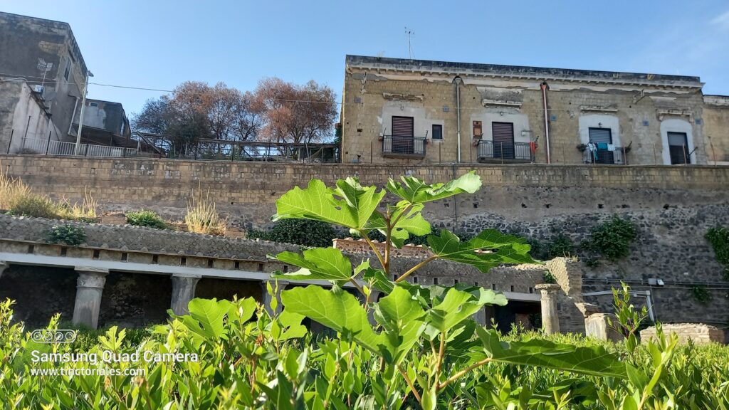 Higuera, en Hercolanum, la volveremos a encontrar en otras ruinas