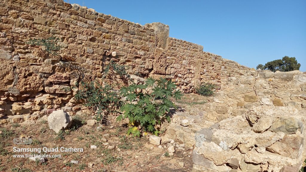 Aquí tenemos una mata de ricino en el medio de las pocas ruinas que quedan de Cártago