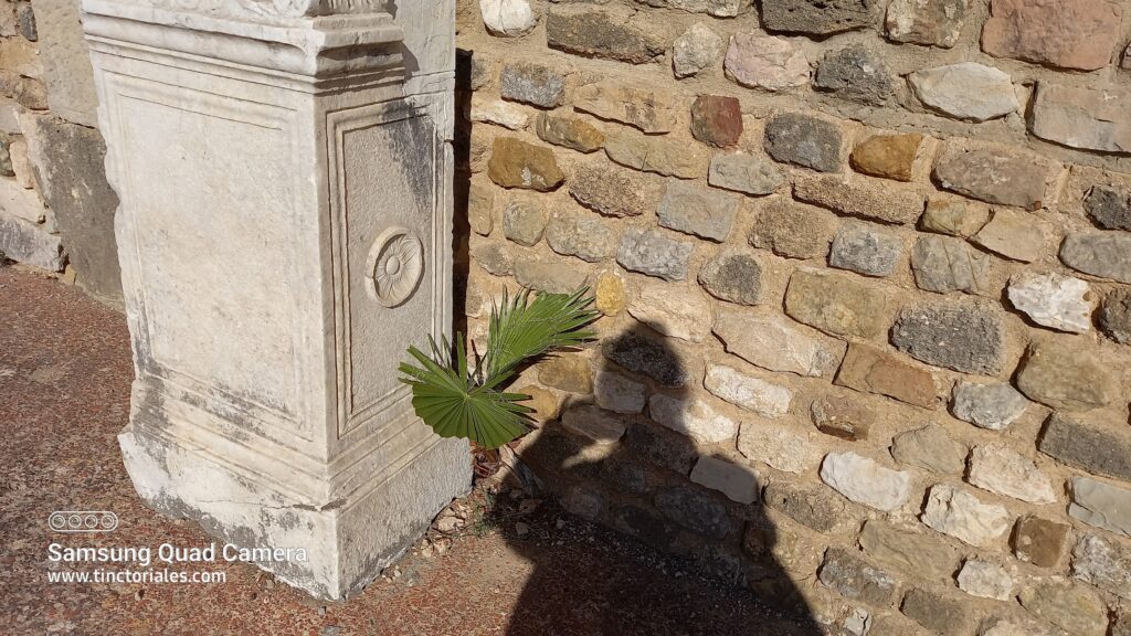 Palmera intrusa, muro