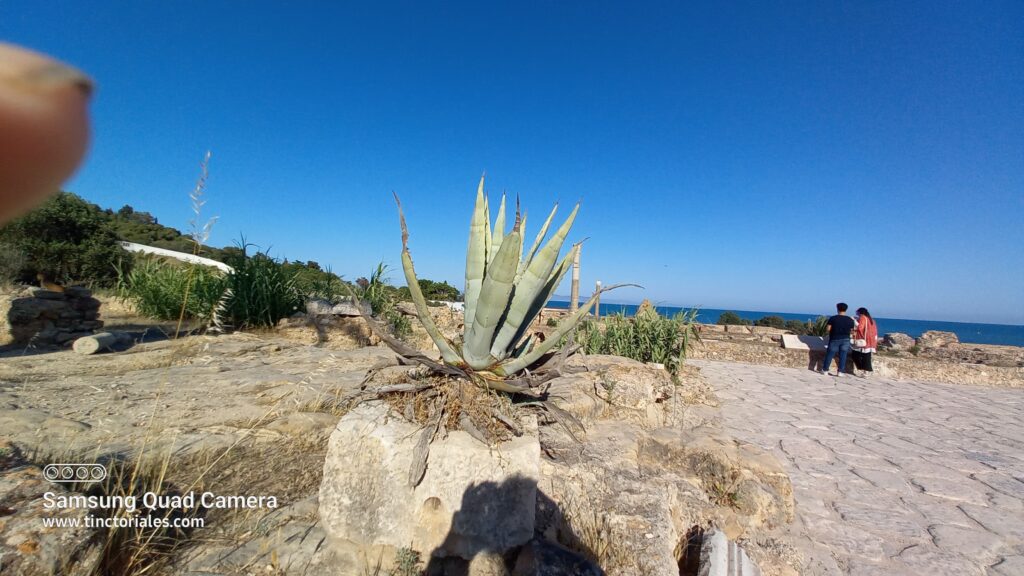 Una especie de agave encontró un pedestal