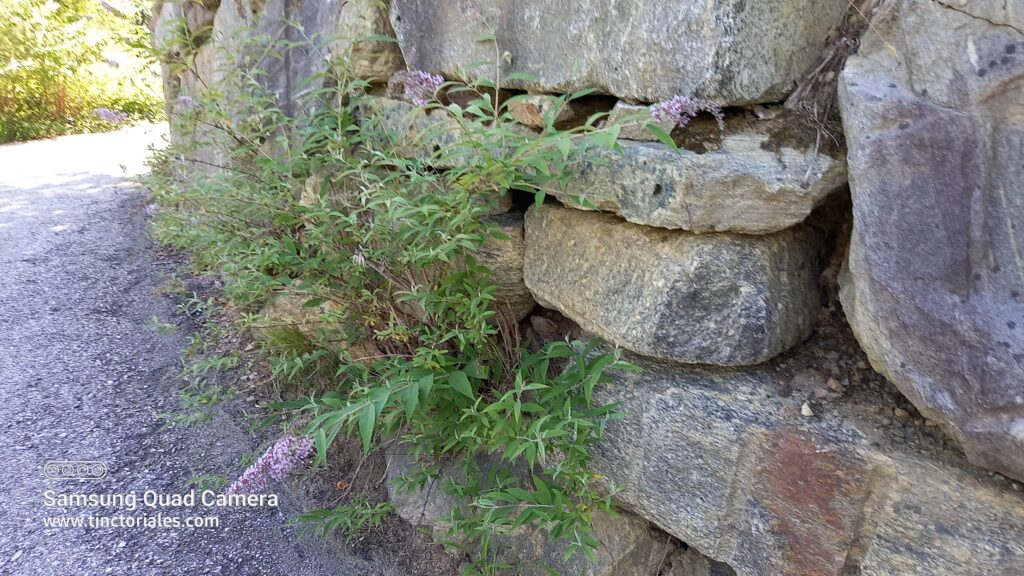 El matico (Buddleya) aprecia este muro
