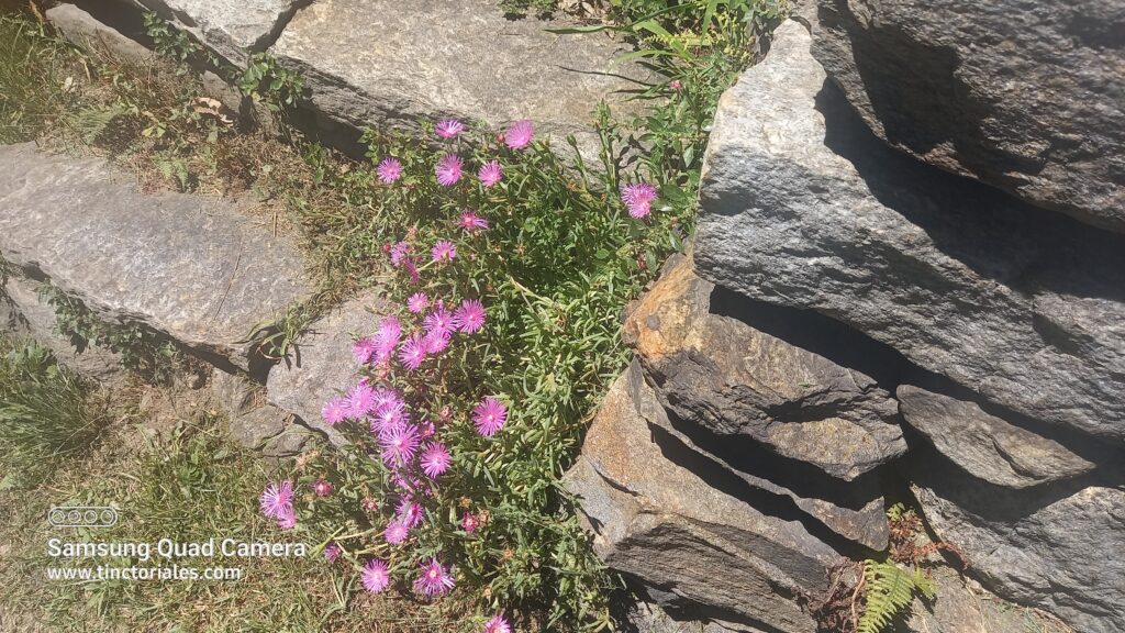 Docas en flor, alegría del muro