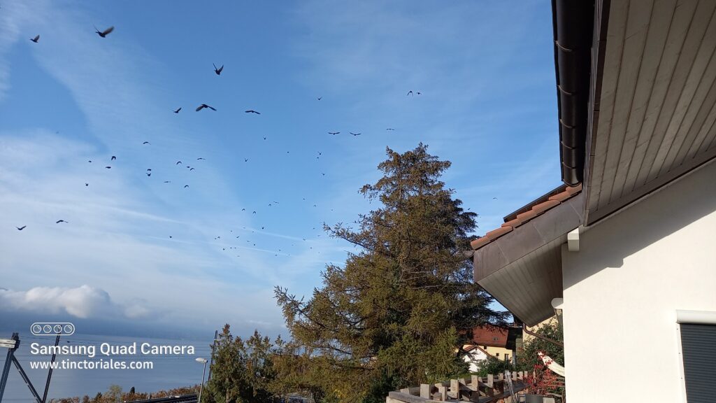 Vuelo de estorninos desde más cerca, es impresionante ver como se desplaza el vuelo