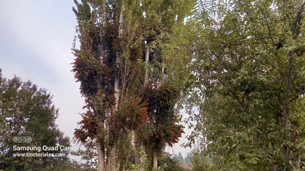 Todavía en Codao, esta planta de flores rojas es un hemi-parásito, puede teñir muy bonito, depende del árbol que la alberga