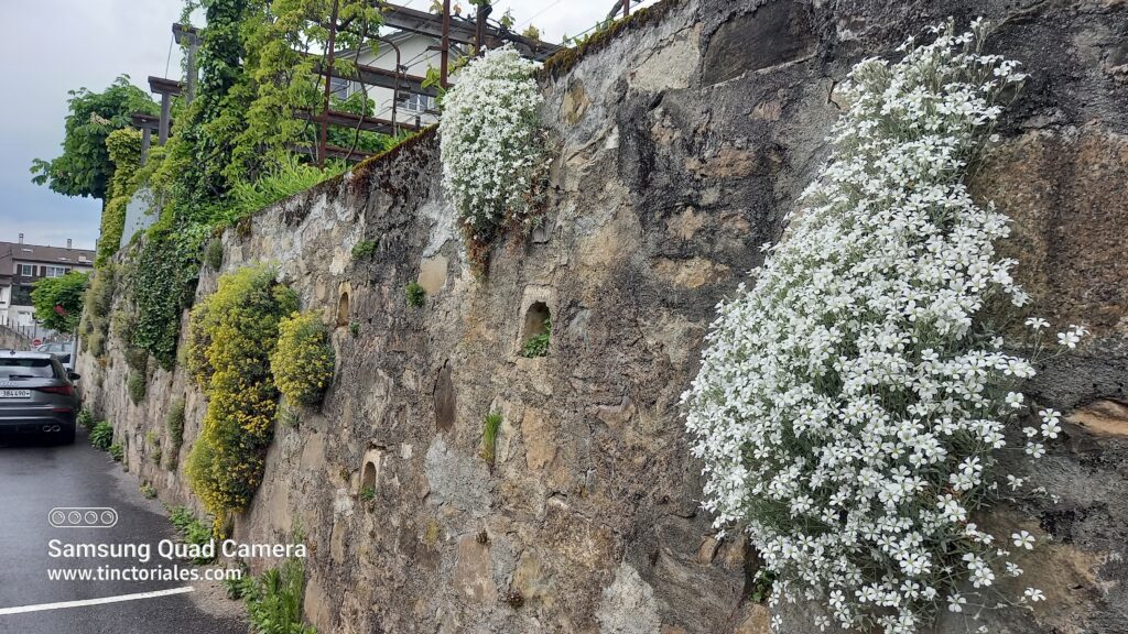 Bonita pared en Grandvaux, Suiza