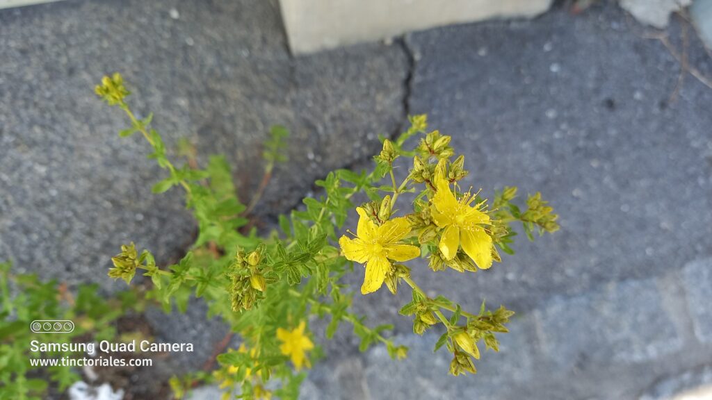 Yerba de San Juan, brotandode una grieta del cemento, bonita planta medicinal y tintorea