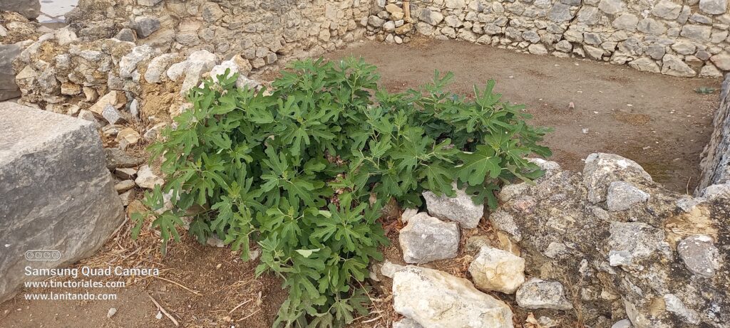 En las ruinas de época romana de Volubilis, me encuentro una higuera