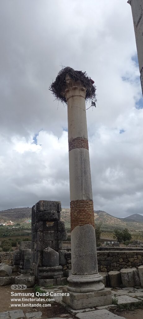 Nido de cigueñas en Volubilis