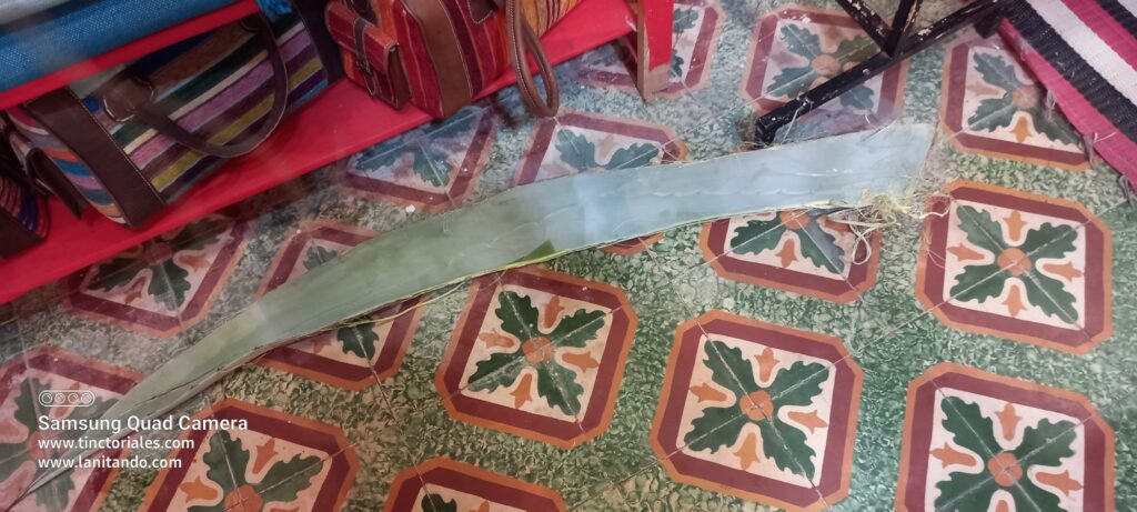 Hoja de agave, interesante fuente de fibras, bien explotada en Fes, Marruecos