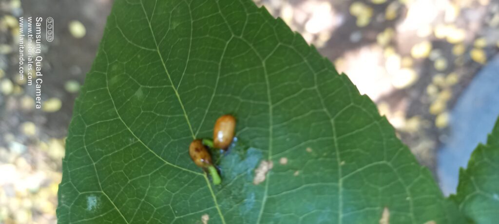 Estos también se equivocaron, cayeron sobre una hoja