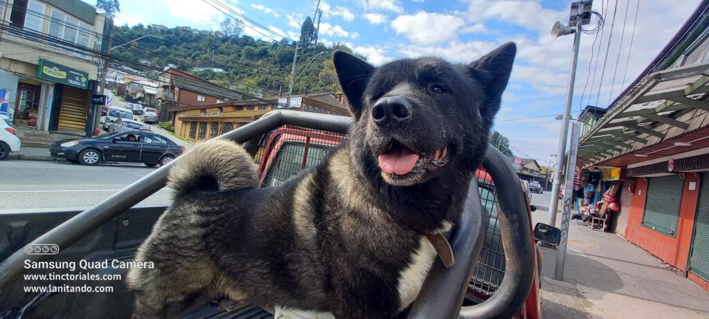 Perro, fuente de pelos para hilar