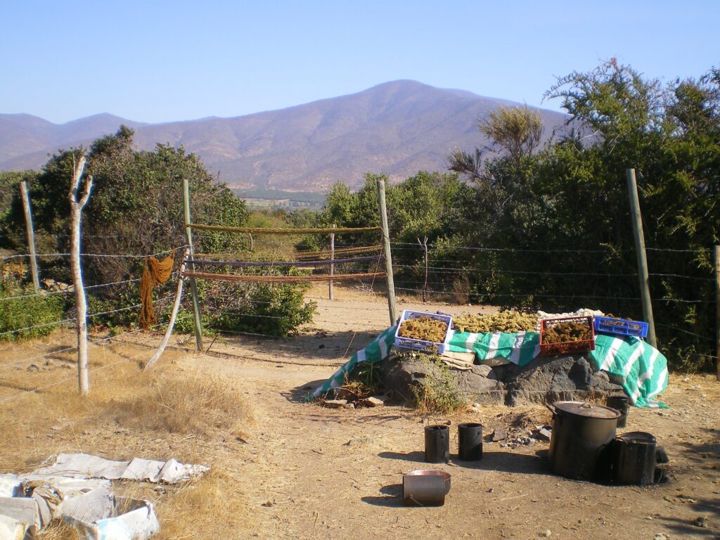 Foto de 2010 cuando empezaba a teñir con plantas, en ollas con parches de trapos, en Longotoma, cerca de La Ligua, Centro d Chile