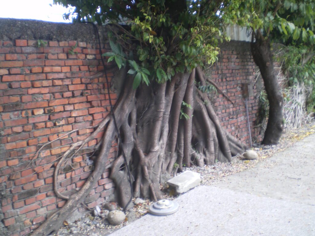 Nunca había visto un árbol así, lo descubrí paseándome por Taipeh antes del principio del seminario, muro