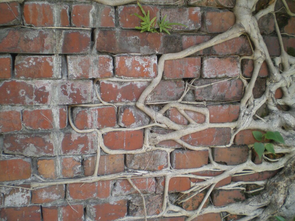 Sorprendentes, estas raíces. muro