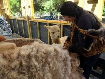 Avoir appris à tondre les moutons m'a donné l'occasion de tondre des alpagas, le petit me regarde libérer sa mère de sa toison que je pourrai filer par la suite