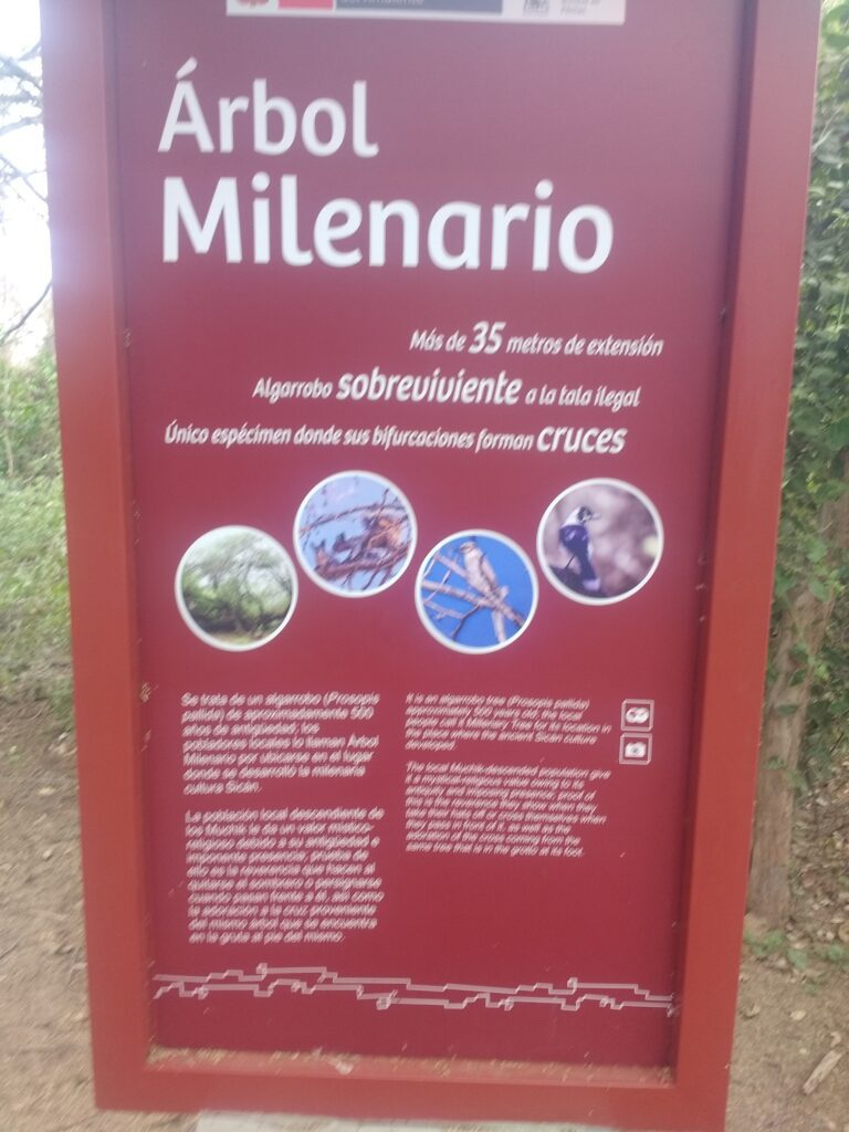 Letrero del árbol milenario