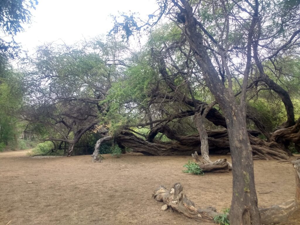 Este árbol no crece en un muro, pero es milenario