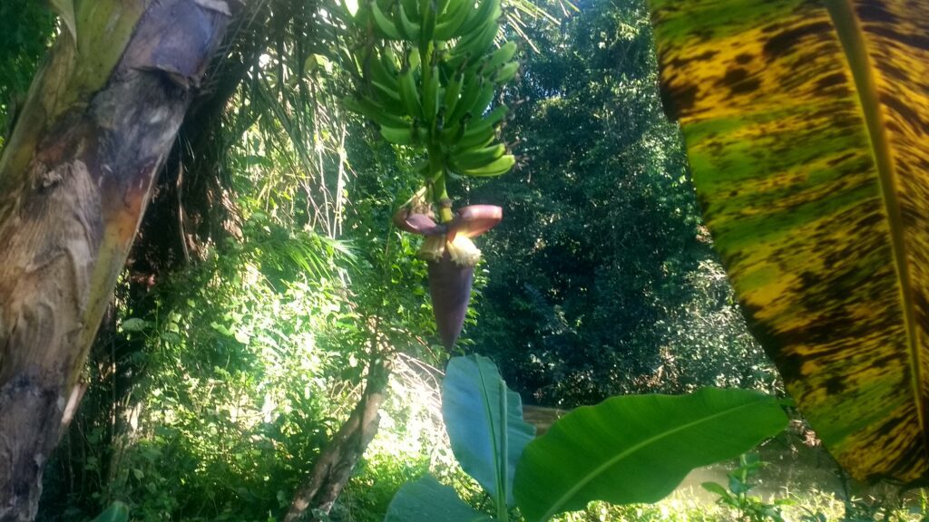 Mata de banano en flor en Paraty Mirim