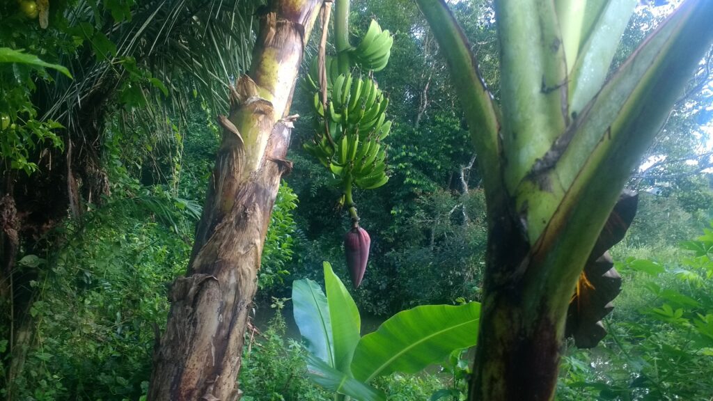 Después de cosechar los bananos se corta la mata